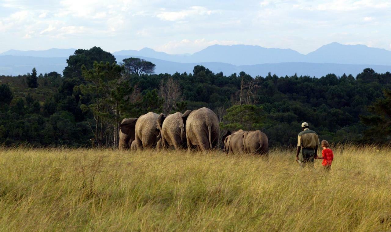 Knysna Elephant Park Lodge Plettenberg Bay Eksteriør billede